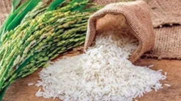 تحديثات الأسعار.. تحركات مفاجئة في أطنان الأرز الشعير داخل الأسواق المحلية بمنتصف الأسبوع